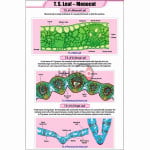 T.S Leaf - Monocot Chart